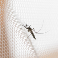 Рятуємося від укусів комара